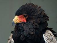 Gaukler - Birds of Prey Park - Co. Clare